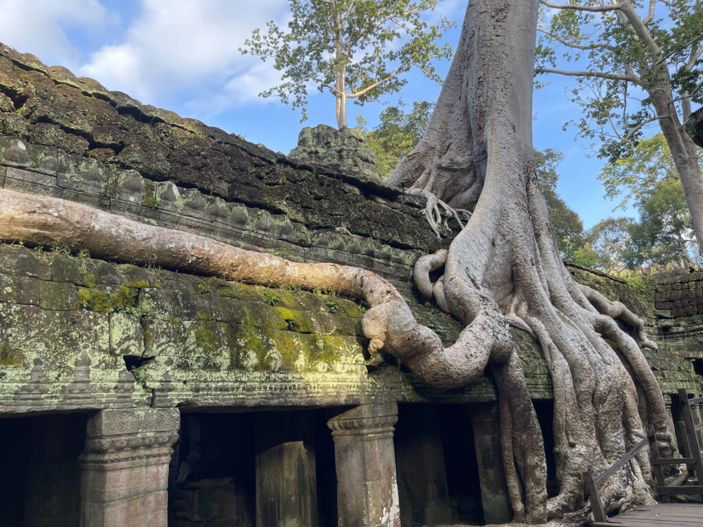 Ta Prohm05.31598
