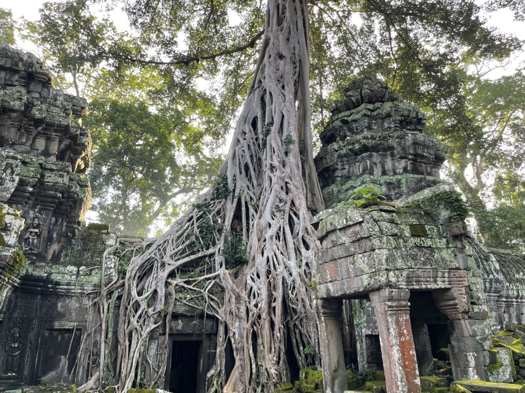 Ta Prohm05.4_1597